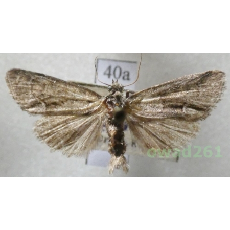 Cryphia fraudatricula (Hübner, 1803) Czech40a